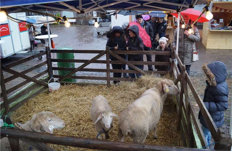Der Streichelzoo mit den zutraulichen Schafen gefiel vor allem den Kleinen.