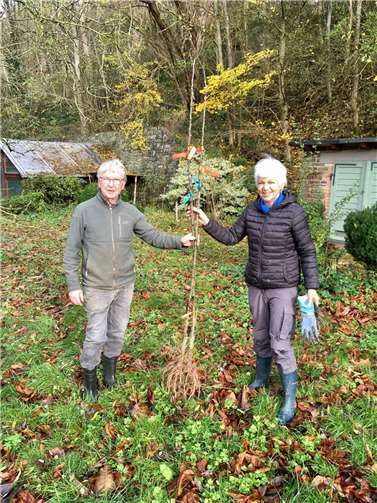 Der Streuobstverein „Eifel/Ahr e.V. hat kürzlich den Gemeinden Ahrhütte und Dorsel je zwei Mispeln geschenkt.  Foto: Winfried Sander