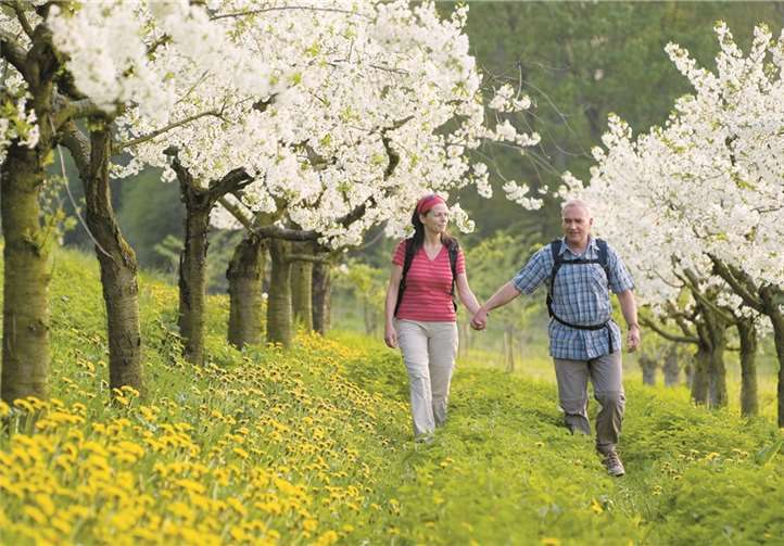 Der Streuobstwiesenweg, hier im Bereich des Kettiger Bachs, bietet mit seinen Frühlingsblüten den Wanderern einen optischen Genuss.  Privat