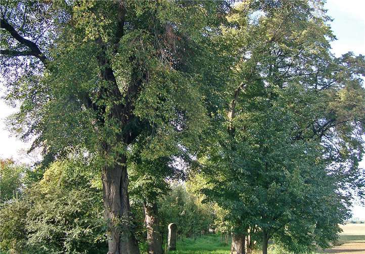Der Swistbach-Übergang bei Miel hat eine Jahrtausende alte Geschichte. Foto: K. Grewe