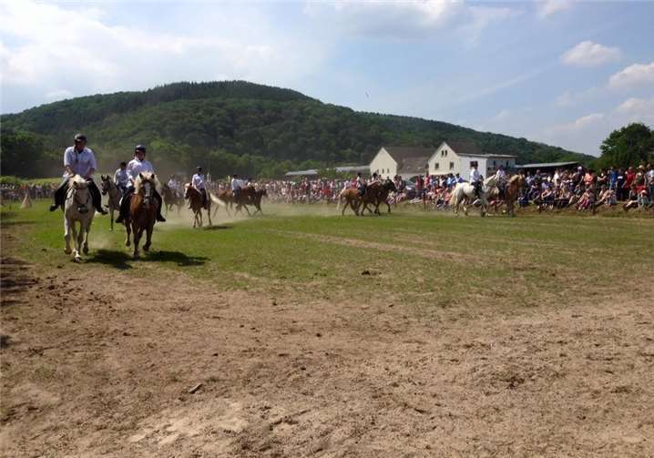 Der Tag der offenen Tür bietet ein tolles Reitsportspektakel. privat