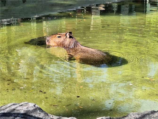 Der Teich wird häufig als Rückzugsort genutzt.