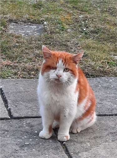 Der Tierschutz Siebengebirge bietet kostenlose Kastration von Bauernhofkatzen/-katern an. Foto: Tierschutz Siebengebirge