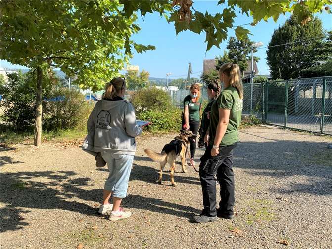 Der Tierschutzverein Andernach u.U.e.V. hat Anfang September eine Schulung für TierheimmitarbeiterInnen zum Thema „Kooperationstraining mit Tierheimhunden“ organisiert.Fotos: privat