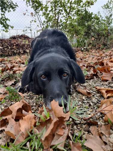 Der Tierschutzverein Andernach u.U.e.V. startet einen Flohmarkt ausschließlich für Tierbedarf im Augsbergweg 62. Foto: privat