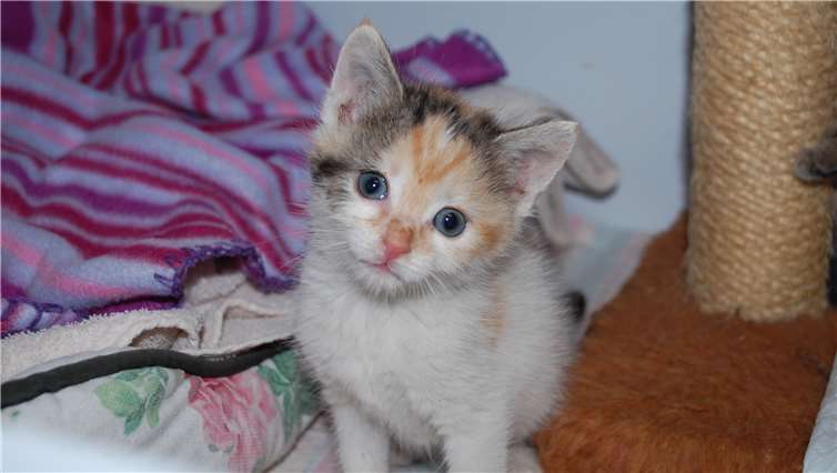 Der Tierschutzverein Mayen hat wieder einen ganzen Haufen süßer Katzenkinder.