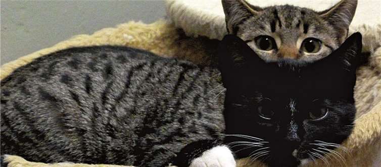 Der Tierschutzverein braucht Futterspenden für seine Katzenwelpen.privat