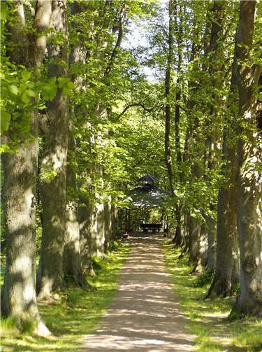Der Verein hat bereits mit der Säuberung der Lindenalle begonnen. privat