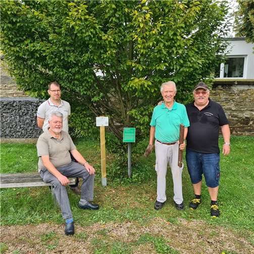 Der Verschönerungsverein Remagen btingt an markanten Bäumen im Stadtgebiet Baumschilder an. Foto: privat