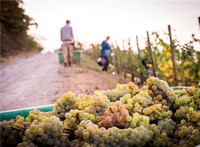 Der Vorstand der Mosel-Weinwerbung stuft den neuen Jahrgang als „gut bis sehr gut“ ein.Foto:Chris Marmann, Quelle: Moselwein e.V.