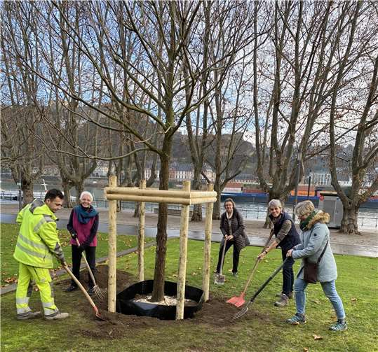 Der Vorstand des Inner Wheel Club Koblenz (IWC) spendete der Stadt anlässlich des 30-jährigen Bestehens einen Trompetenbaum. Er wächst nun in den Rheinanlagen.Foto: Stadt Koblenz