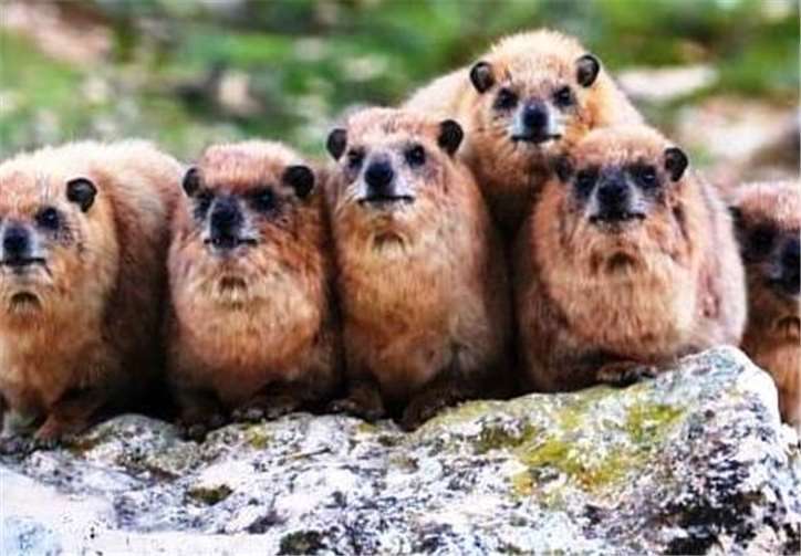 Der Vortrag „Artenvielfalt vor der Haustüre- was es gibt und warum es verschwindet“, findet Dienstag, 27. Oktober, im Pfarrheim Rosenkranz statt. Foto: privat