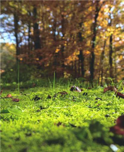 Der Vortrag „mehr Wildnis wagen“ soll Denkanstoß sein. Quelle: Bündnis 90 / Die GrünenNeuwied