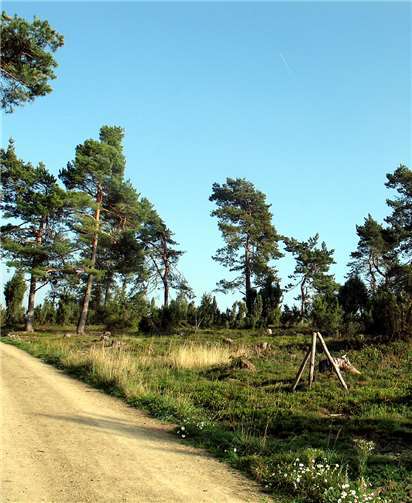 Der Vulkanparkführer Peter Krebs führt die Teilnehmer durch die morgendliche Wacholderheide. Foto: TI Vulkanregion Laacher See