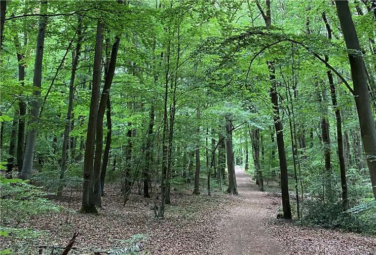 Der Wald liegt der CDU am Herzen. Foto: privat