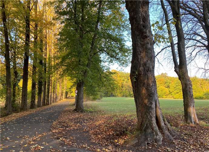 Der Wald zwischen Forsthaus und Friedhof bietet sich gut zum Sammeln an. Foto: privat