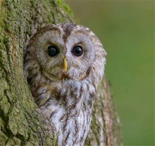 Der Waldkauz ist der Vogel des Jahres 2017. Foto: NABU Bundesverband