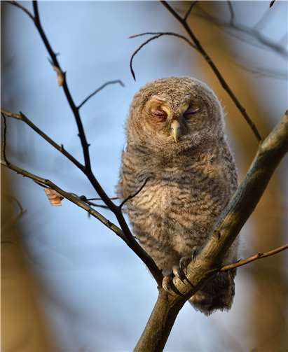 Der Waldkauz soll bei der Wanderung aufgespürt werden.  Landesforsten.RLP.de/Lamour/ Hansen