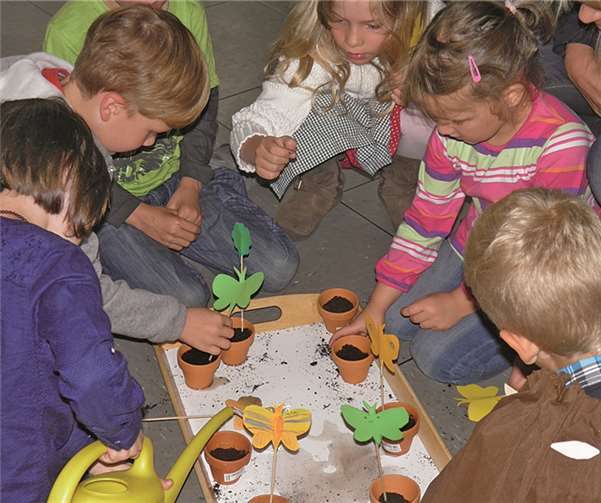 Der Weg vom Samenkorn zur wunderschönen Sonnenblume.