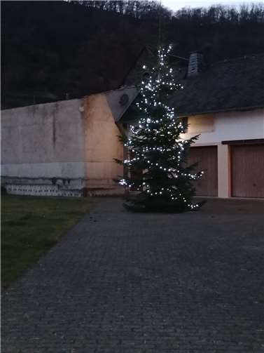Der Weihnachtsbaum vor dem Bürgerhaus. Foto: privat