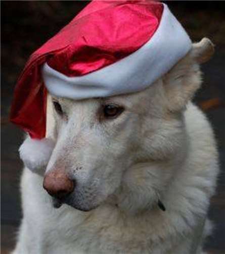 Der Weihnachtshund freut sich sicher auch schon auf die Weihnachtsfeier. privat
