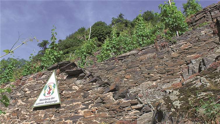 Der Weinberg der Lehmer Razejunge. Privat