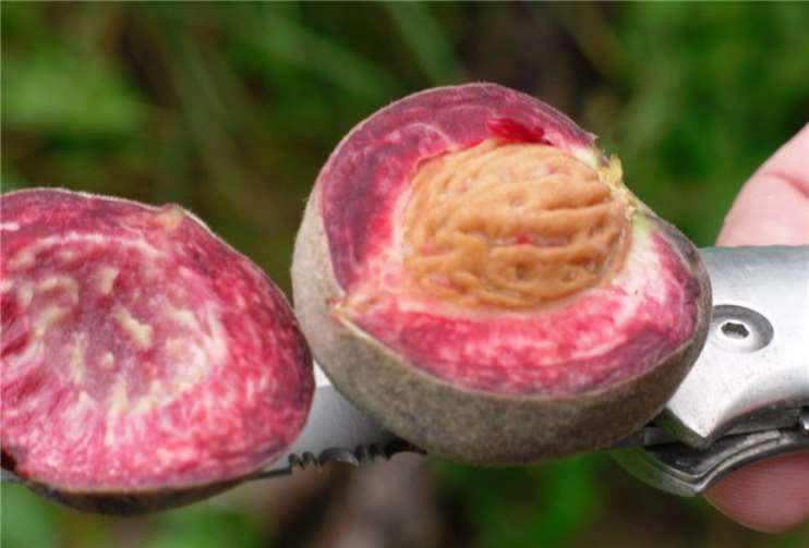 Der Weinbergpfirsich.Quelle:Tourist-Information Sonnige Untermosel