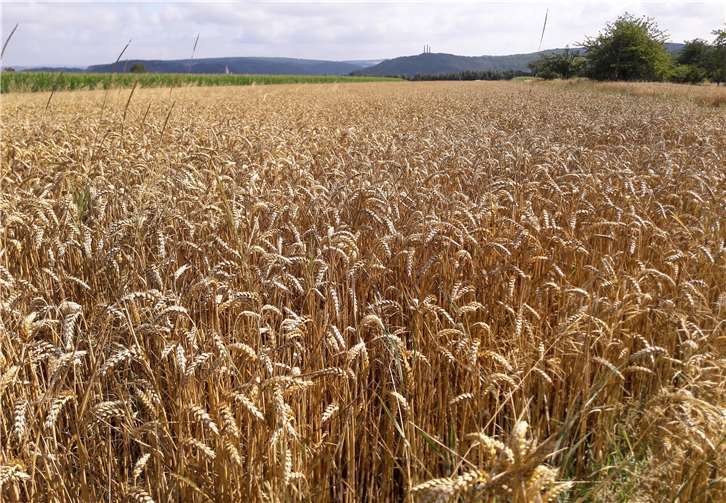 Der Weizen auf diesem Feld muss noch abgeerntet werden. Ob der Landwirt mit der Qualität zufrieden ist?