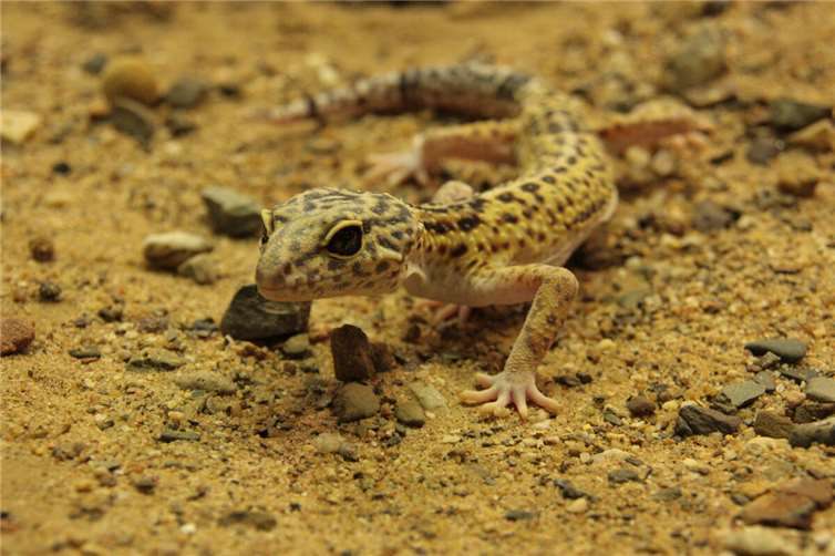 Der Westl. Leopardgecko.  Foto: Thorben Maur