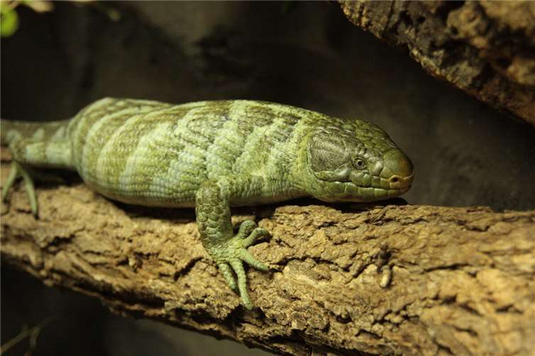 Der Wickelschwanzskink im Zoo Neuwied.  Foto: Thorben Maur