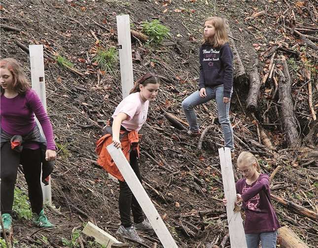 Der Wildverbissschutz wurde anschließend an jedem Setzling angebracht.