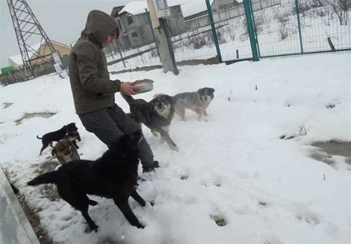 Der Winter in Rumänien ist besonders hart und ein täglicher Kampf ums Überleben. Und nur im Tierheim sind die Hunde sicher vor den Kopfgeldjägern.
