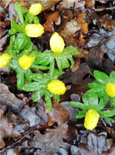 Der Winterling (Eranthis hyemalis) ist einer der ersten Frühlingsboten, die schon ab Mitte Februar Insekten Nahrung bietet. Die Pflanze kann gut zwischen Stauden und Gehölzen gesetzt werden. Gepflanzt werden die Wurzelknollen allerdings erst im Spätsommer (vor Pflanzung Wurzelknollen 24 Std. vorab wässern). Fotos: Verbandsgemeindeverwaltung Vallendar