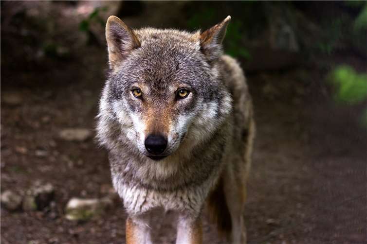 Der Wolf ist in die Eifel und den Westerwald zurückgekehrt.  Foto: pixabay.com