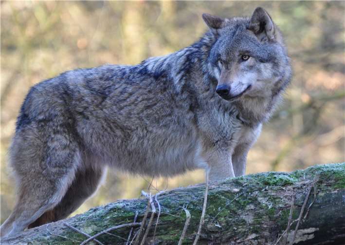 Der Wolf ist in sein angestammtes Territorium zurückgekehrt. Foto: NI