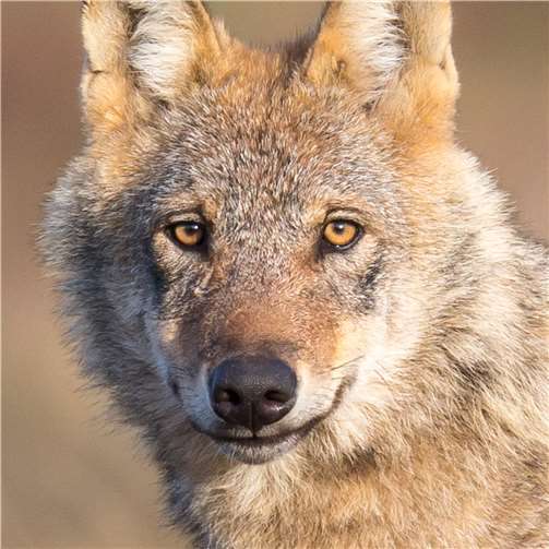 Der Wolfkehrt zurückin sein ursprünglichesVerbreitungsgebiet.Foto: NABU/Jürgen Borris