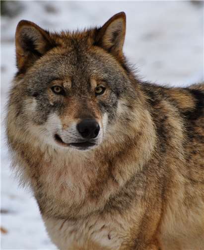 Der Wolf soll als erneut einheimisch gewordenes Tier respektiert werden, fordert die NI. Harry Neumann