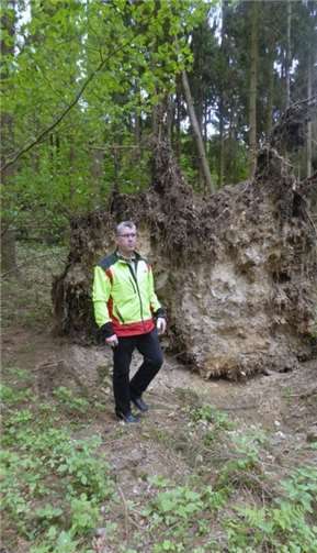 Der Wurzelteller einer windgeworfenen Fichte.