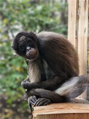 Der Zoo Neuwied freut sich, die Ankunft zweier weiblicher Brauner Klammeraffen aus dem Zoo Barcelona bekanntzugeben.