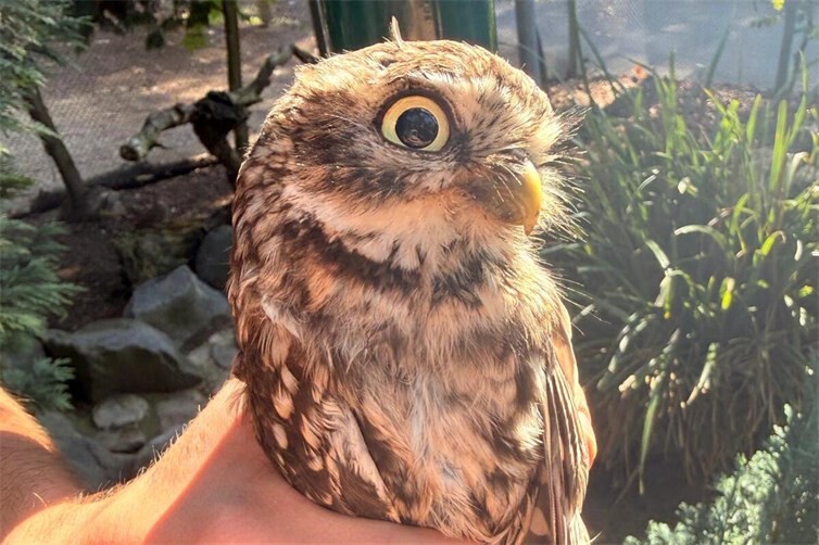 Der Zoo Neuwied unterstützt das Wiederansiedlungsprojekt für Steinkäuze der Jägerschaft Aurich e.V.