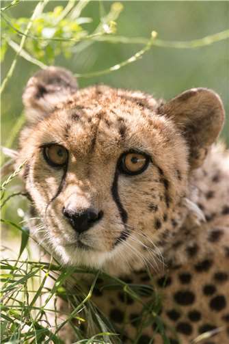 Der Zoo Neuwied wünscht sich Geparden-Nachwuchs. Foto: Sami Fayed