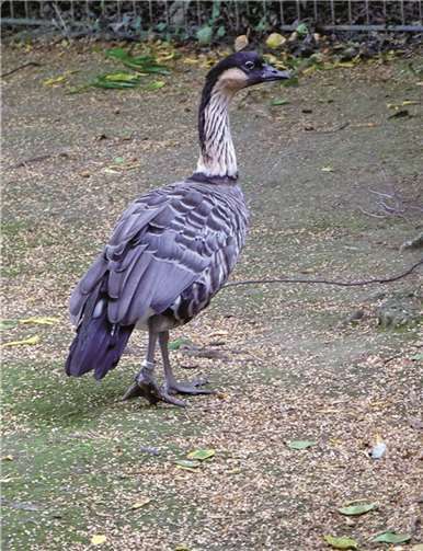 Der Zoo hat Zuwachs von zwei Hawaiigänsen bekommen. privat