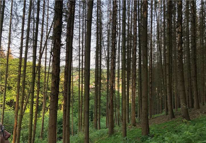 Der Zustand des Waldes ist besorgniserregend. Foto: privat