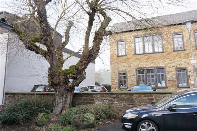 Maulbeere in Horchheim droht zu brechen Der alte Maulbeerbaum in der Kirchstraße in Horchheim ist nicht mehr bruchsicher. Die Baumpfleger des Eigenbetriebs hoffen, dass das Naturdenkmal nach einem Kronenschnitt noch einige Jahre vor der Joseph-Mendelssohn-Grundschule erhalten bleiben kann. Foto: Stadt Koblenz / Verena Groß