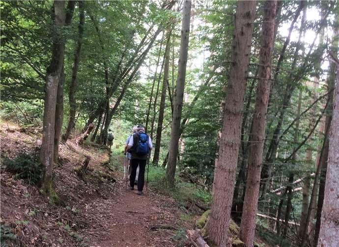 Der anspruchsvolle Weg führte größtenteils durch schattigen Wald.