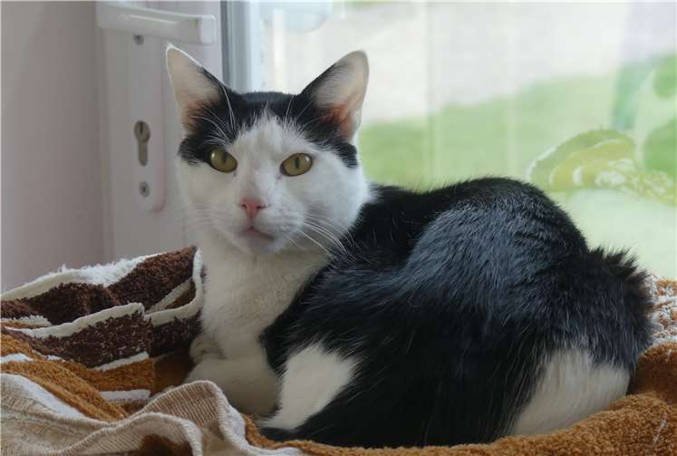 Der aufgeschlossene Kater will stets sofort schmusen.Foto: privat