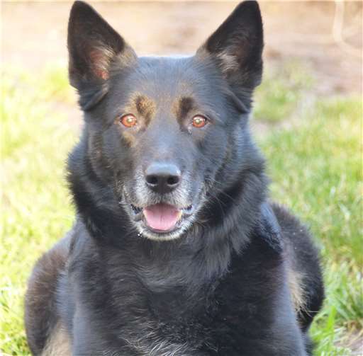 Der aufmerksame Jackman hatte große Angst, als er ins Tierheim kam. Heute kann er Menschen wieder besser vertrauen.