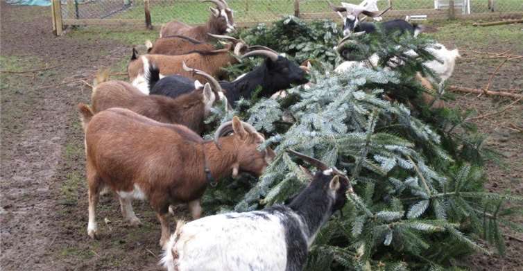 Der ausgemistete Tannenbaum ist eine willkommene Leckerei Foto: privat