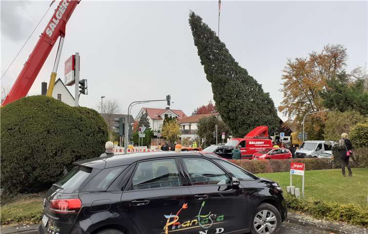 Der beeindruckende Mammutbaum war für den Privatgarten einfach zu groß geworden - nun hat er eine ehrenvolle Aufgabe.Foto: Alexander Poretschkin