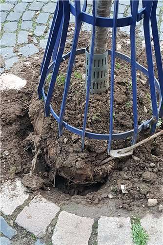 Der beschädigte Baum in der Lahnstraße. Foto: Stadtverwaltung Lahnstein